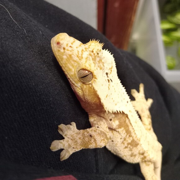 squishyenby